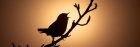 AperoPiqueNiqueDesBassinsSpecialChant_apero-des-bassins-special-chant-des-oiseaux.jpg