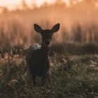 BaladeMatinaleContemplativeEnNature2_balade-mai.jpg