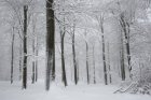 ReconnaitreLesArbresEnHiver2_crie-reconnaitre-les-arbres-en-hiver-3.jpg