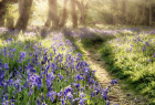StagePourLes511AnsLeMondeDesFleurs_cf041e57a4f39221f4346971c73f3e3b.png