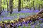 VisiteDuParcFloraisonsDePrintemps_visite-du-parc-floraisons-de-printemps.png