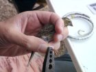 bf_imageLe-baguage-d_oiseaux.jpg