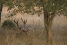 bf_imageLe-brame-du-cerf.jpg